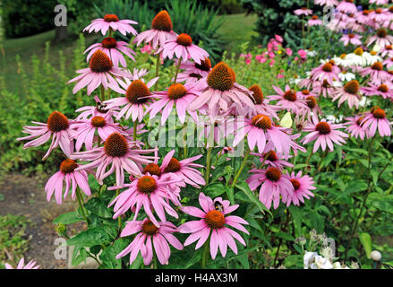 Purple coneflower, in the summery shrub bed Stock Photo