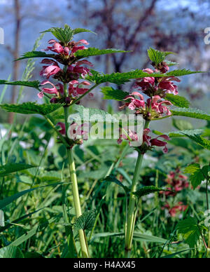 Balm-leaved archangel, Lamium orvala, a Labiatae of Mediterranean mountain regions Stock Photo