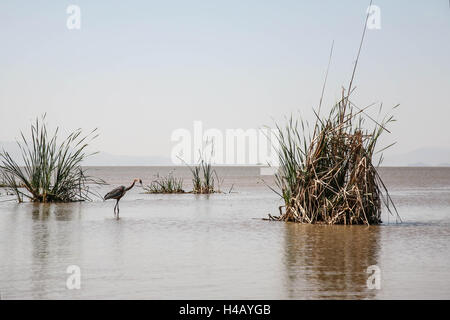 Chamo lake, zone of Semien Omo, part of the region of the southern nations, Ethiopia Stock Photo