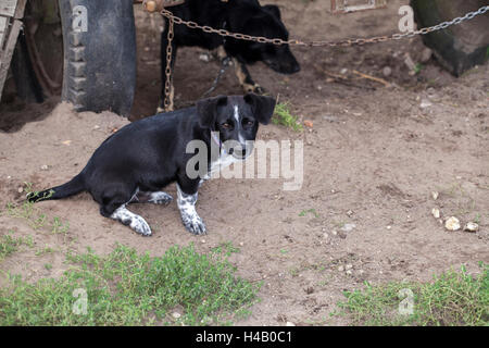 shy little dog mixed breed Stock Photo