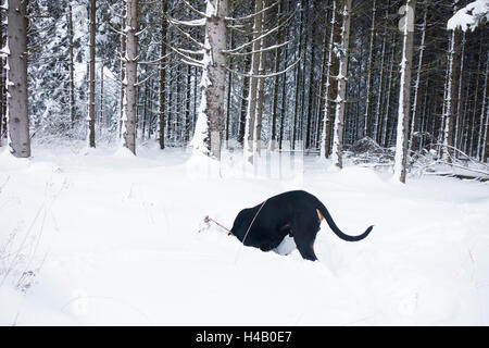 Black dog digging in the snow for mice Stock Photo