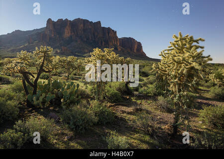 Cholla cacti, Lost Dutchman, moonlight, Lost Dutchman State Park, Arizona, USA Stock Photo