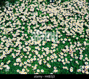 Daisies, Bellis perennis, blossom, on meadow, abundance,