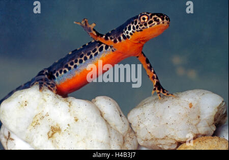 Alpine newt, male, presenting itself, mating season, nuptial plumage, colourful Stock Photo