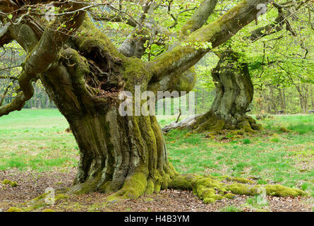 Gnarly old beeches in a former pastoral forest in early spring, Kellerwald, Hessen, Germany Stock Photo