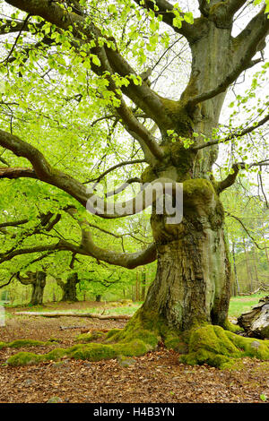Gnarly old beeches in a former pastoral forest in early spring, Kellerwald, Hessen, Germany Stock Photo