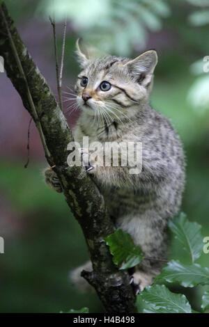 Wood, branch, wildcat, Felis silvestris, young animal, climb, wild animal, wilderness, animal, mammal, cat, predator, small cat, young, animal child, Curiously, discovery, habitat, captivity, whole body, claws,