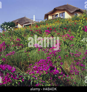 Senegal, to bass Casamance, Cap Skirring, hotel, 'Residences Les Alizes', flowers, Africa, West, Africa, lower Casamance, inclination, vegetation, plants, blossoms, Bougainvilleas, Stock Photo