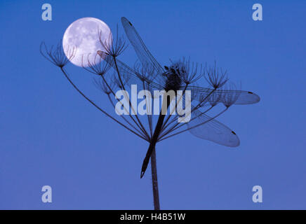 Dragonfly, plant, silhouette, moon, Stock Photo