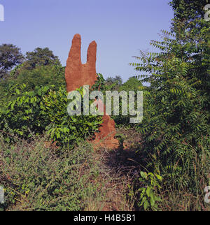 Senegal, to bass Casamance, termite hill, Africa, West, Africa, lower Casamance, national park, forest, shrubs, termite construction, termitary, termites, vegetation, nature, Stock Photo