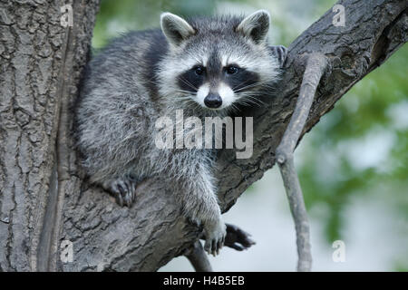 Branch, North American racoon, Procyon lotor, nature, animal world, Wildlife, wilderness, animal, wild animal, mammal, predator, small bear, omnivore, nicely, rest, whole body, Stock Photo