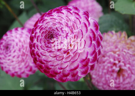 Dahlia, sort 'Hapet Vino', Pompon dahlia, Stock Photo