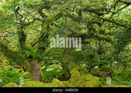 Gnarled lichen covered stunted oak trees growing in Wistman's Wood, Dartmoor National Park, Devon, England. Stock Photo