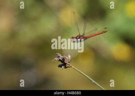 Dragonfly, flight, Stock Photo