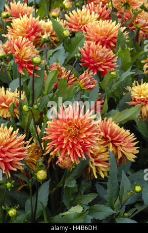 Dahlia, sort 'Zuster Clarentine', cactus dahlia, Stock Photo