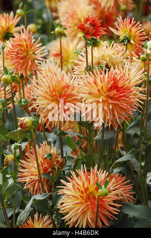 Dahlia, sort 'Zuster Clarentine', cactus dahlia Stock Photo