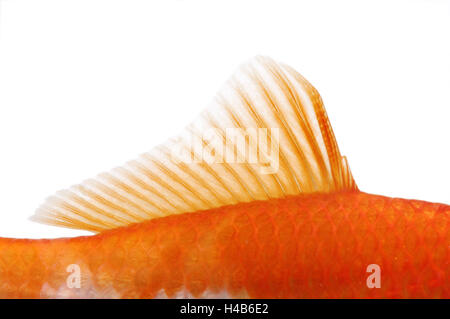 Goldfish, dorsal fin, Stock Photo