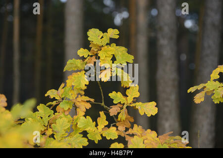 Common oak, Quercus robur, leaves, medium close-up, Stock Photo