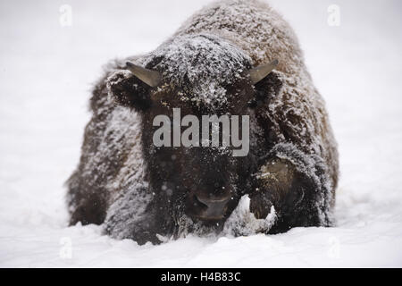 American bison, bison bison, young animal in winter, Stock Photo