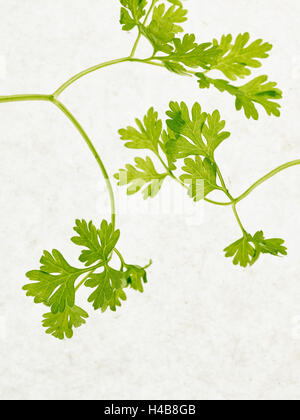 Chervil, culinary chervil, Anthriscus cerefolium, leaves, green, Stock Photo