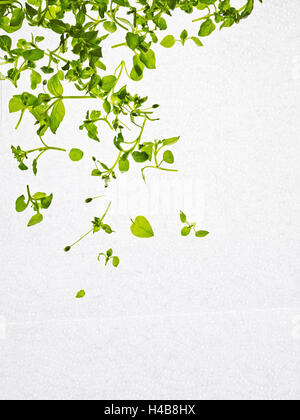 Chickweed, Stellaria media, starweed, leaves, green, Stock Photo