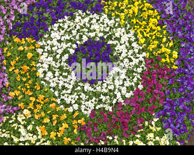 flowerbed, horned violet, viola, Cornuta, circular flowerbed, Stock Photo