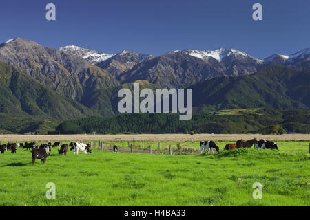 Cows, pasture, Kaikoura, Canterbury, south Island, New Zealand Stock Photo