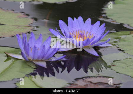 Water lily, Nymphaea Stock Photo