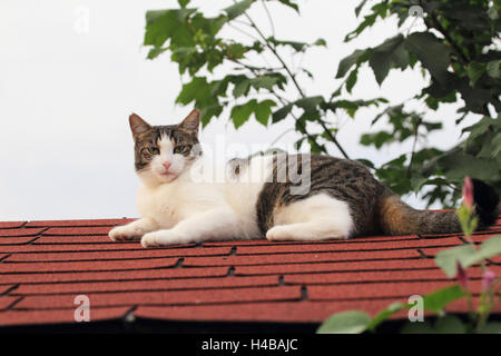 House cat, Felis silvestris catus, roof, lying