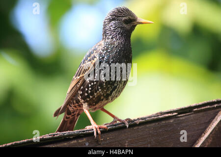 Starling sitting on garden shed, Sturnus vulgaris Stock Photo