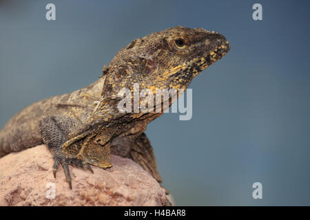 Frilled-neck lizard, Chlamydosaurus kingii Stock Photo