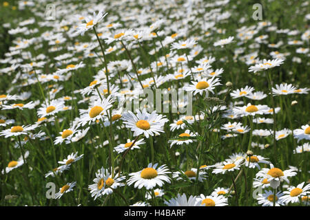 Meadow with ox-eye daisies, Chrysanthemum leucanthemum Stock Photo