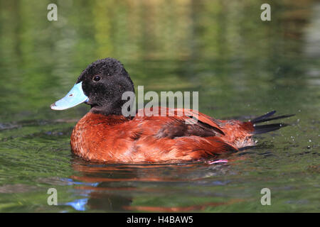 Lake duck, Oxyura vittata Stock Photo