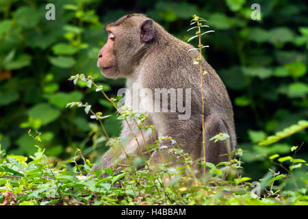 Male rhesus macaque (Macaca mulatta), Kaeng Krachan National Park, Thailand Stock Photo