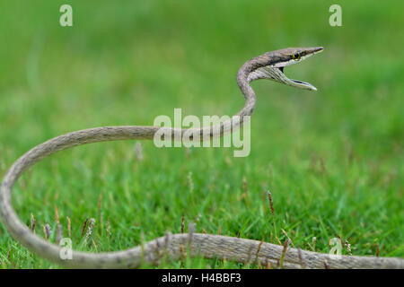 Green Vine Snake (oxybelis aeneus), Corozal District, Belize