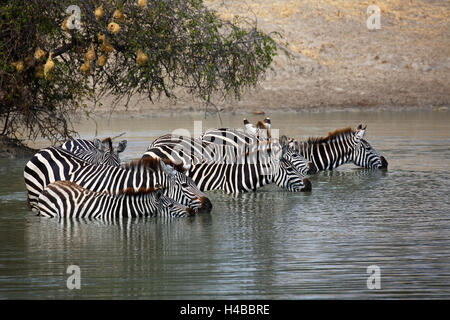 Zebras (Equus quagga) standing in water and drinking at a waterhole, Tarangire National Park, Tanzania Stock Photo