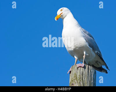 Herring Gull Stock Photo