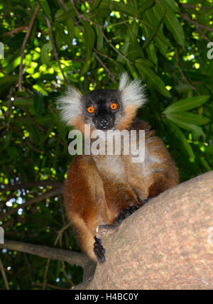 A female black lemur (Eulemur macaco), north of Madagascar, Madagascar Stock Photo