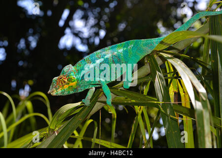 Male panther chameleon (Furcifer Pardalis), in the forests of the island of Nosy Komba, northwest of Madagascar, Madagascar