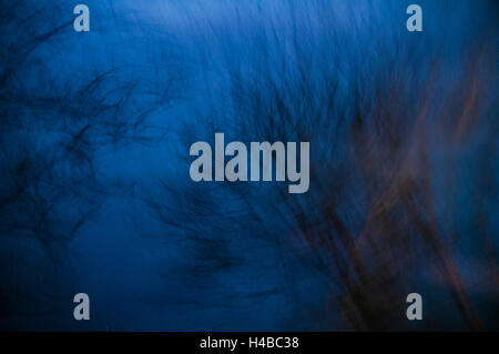 Trees at dusk, gloomy, Blur Effect, Abstract Stock Photo