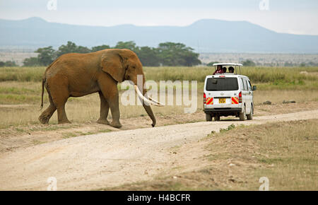 African Elephant (Loxodonta africana) crossing a road, tourists in safari bus watching the elephant, Amboseli National Park Stock Photo