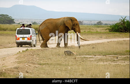 African Elephant (Loxodonta africana), crossing a road, tourists in safari bus watching the elephant, Amboseli National Park Stock Photo