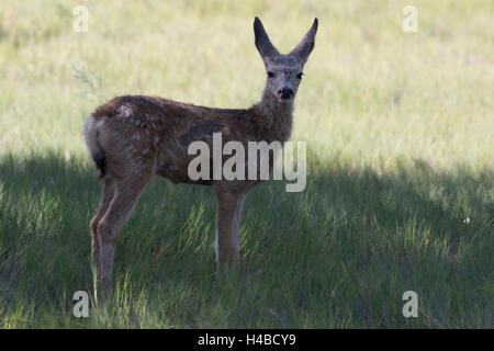 Rocky Mountain Mule Deer, (Odocoileus hemionus hemionus), fawn.  Bosque del Apache National Wildlife Refuge, New Mexico, USA. Stock Photo