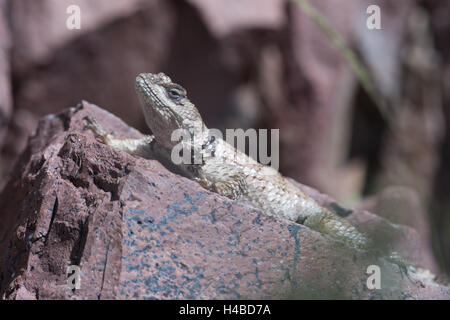 New Mexico Crevice Spiny Lizard, (Sceloporus poinsettii poinsettii), Magdalena mountains, New Mexico, USA. Stock Photo