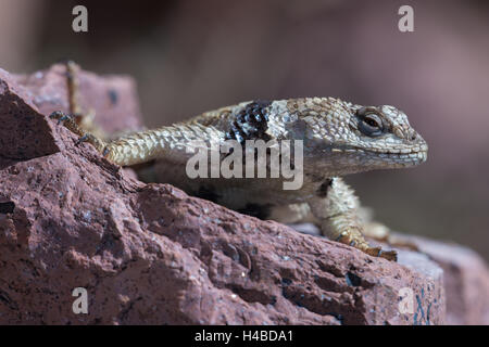 New Mexico Crevice Spiny Lizard, (Sceloporus poinsettii poinsettii), Magdalena mountains, New Mexico, USA. Stock Photo