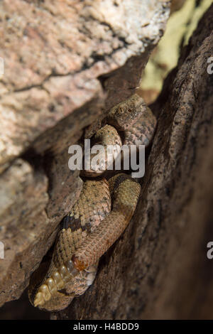 Male Banded Rock Rattlesnake, (Crotalus lepidus klauberi), Magdalena mountains, New Mexico, USA. Stock Photo