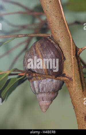 Giant African snail, Achatina fulica Stock Photo