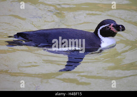 Humboldt penguin, swimming, Spheniscus humboldti Stock Photo