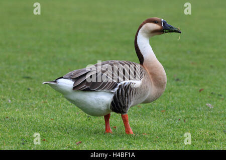 Swan goose, Anser cygnoides Stock Photo