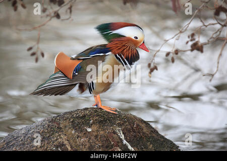 Mandarin duck male standing on a stone, Aix galericulata Stock Photo ...